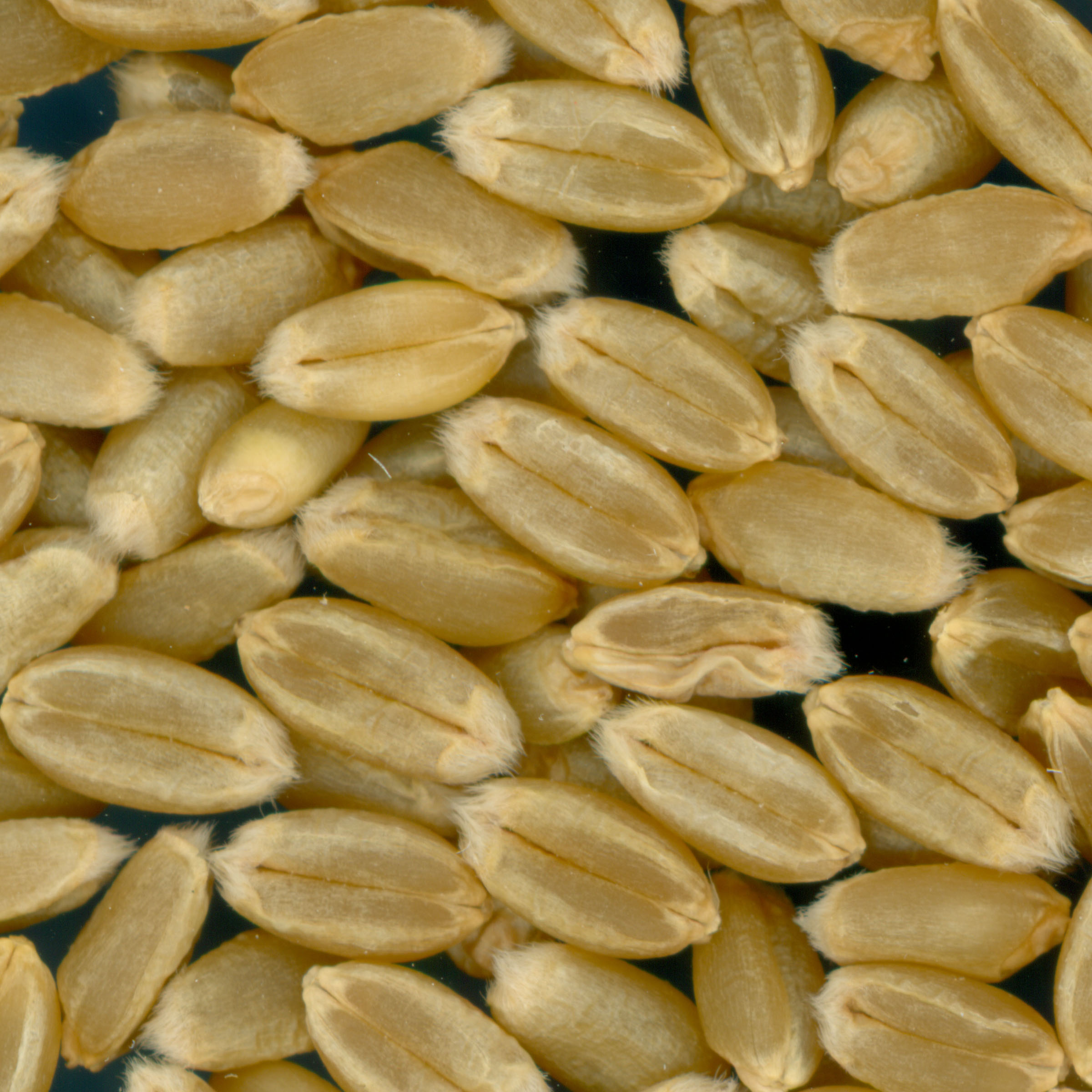 KERNELS